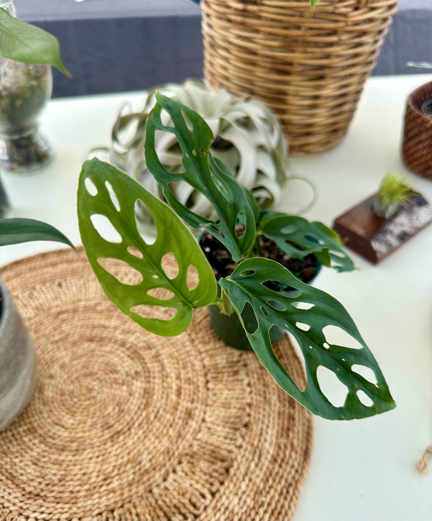 Monstera Esqueleto