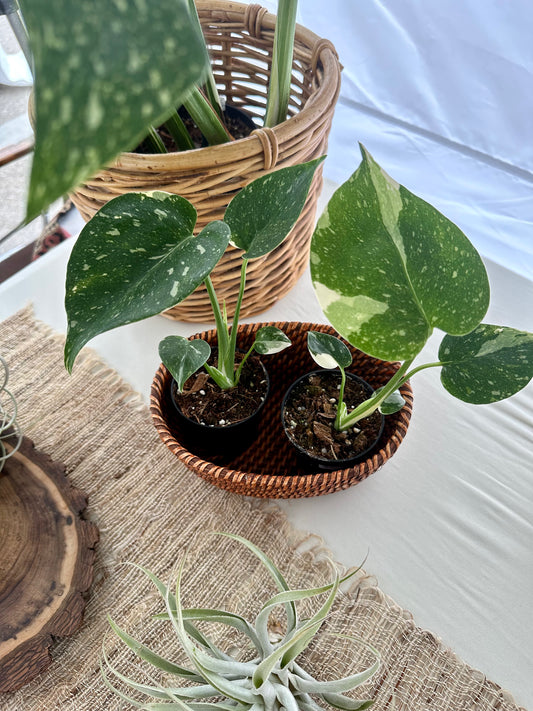 Monstera Thai Constellation