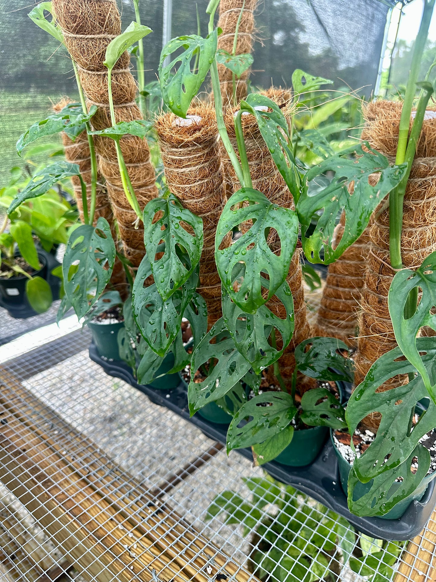 Monstera Esqueleto