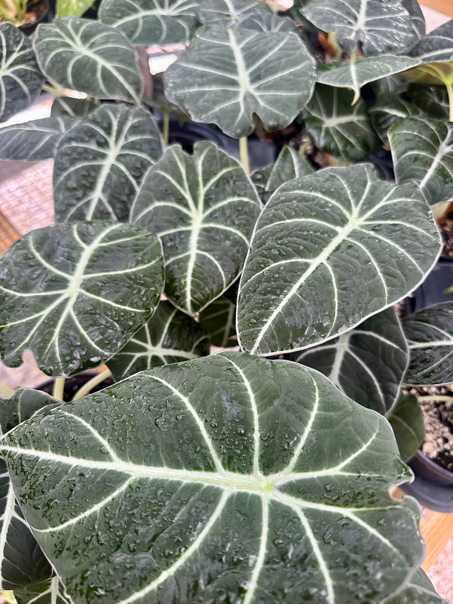 Alocasia Black Velvet