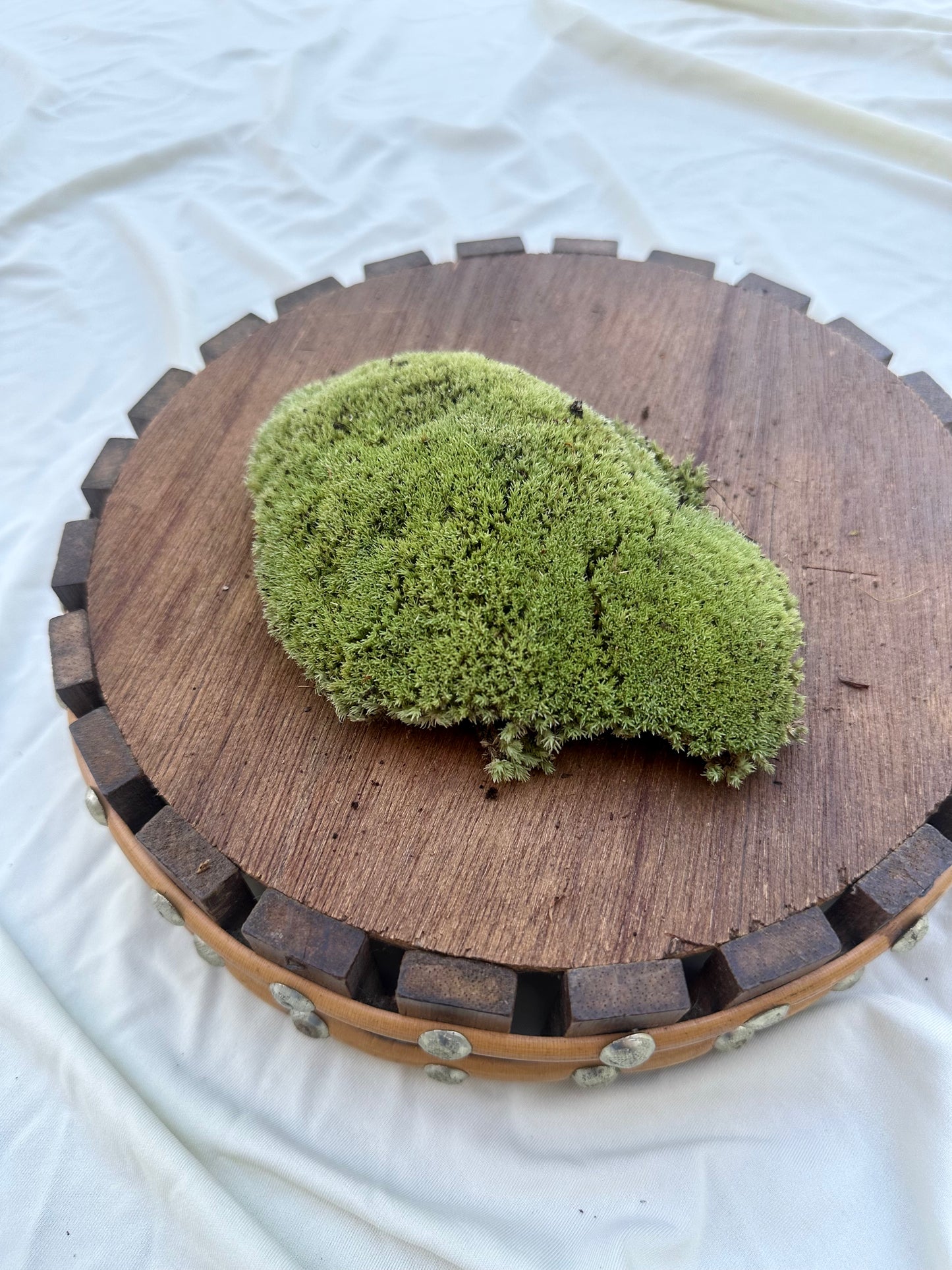 Cushion Moss