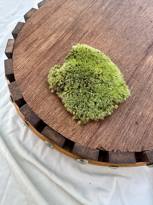 Cushion Moss