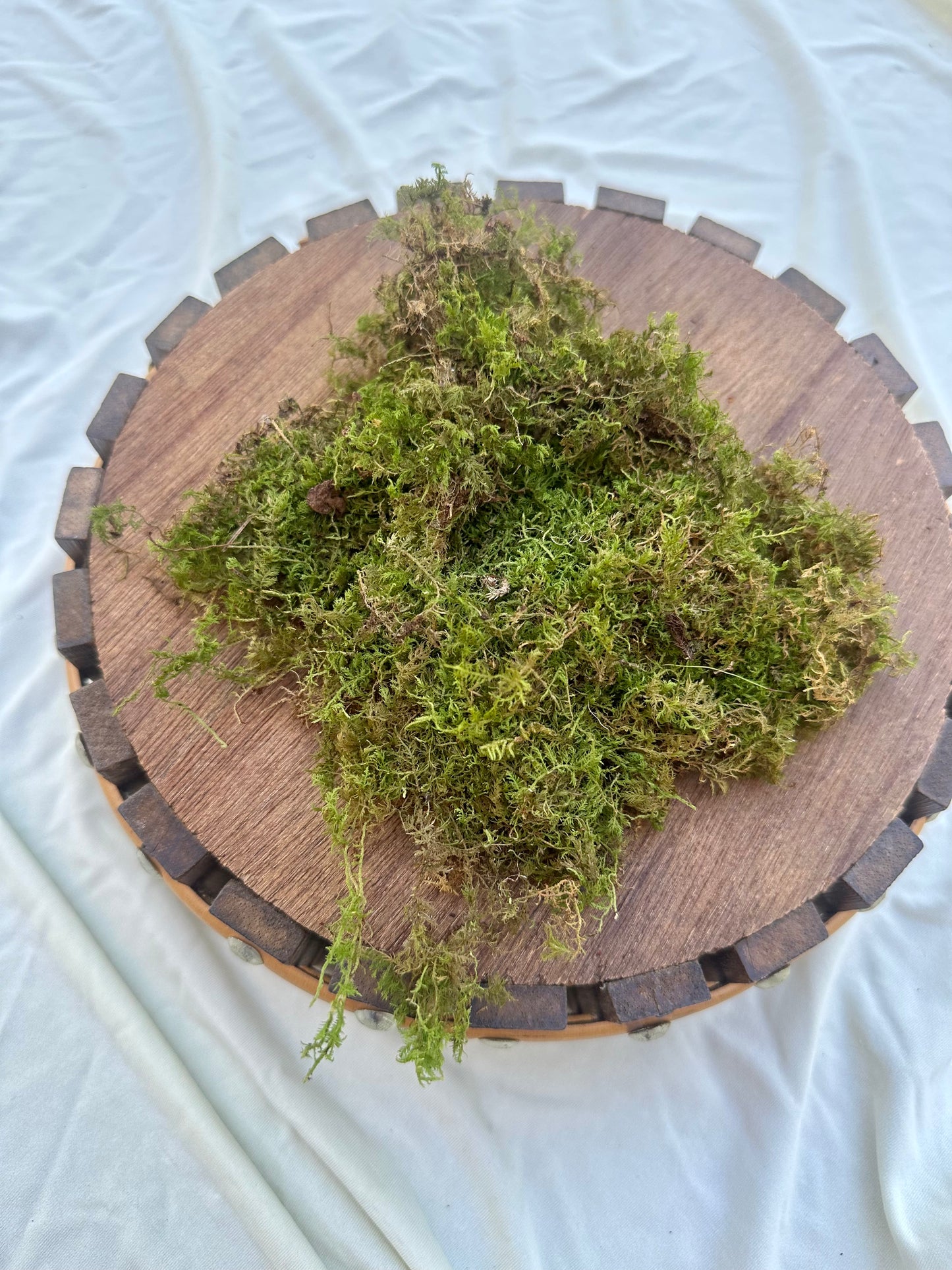 Feather Moss