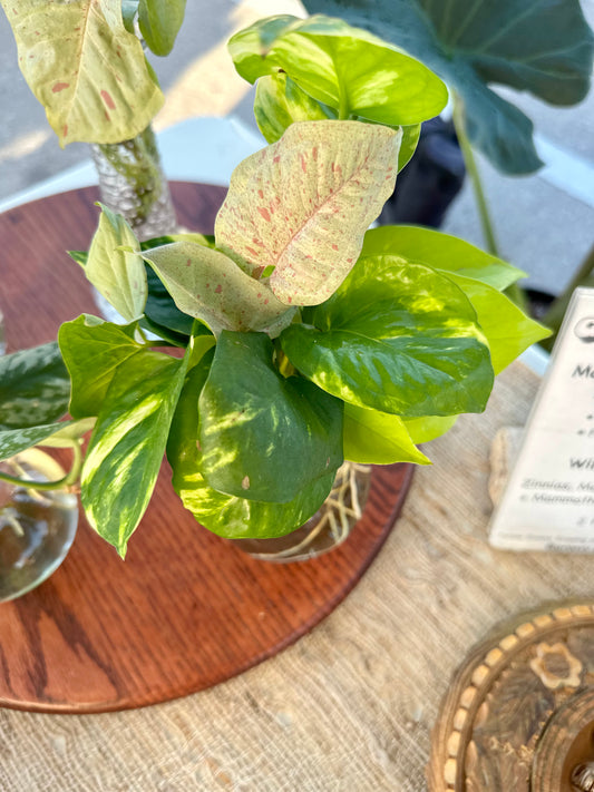 Mystery Propagations