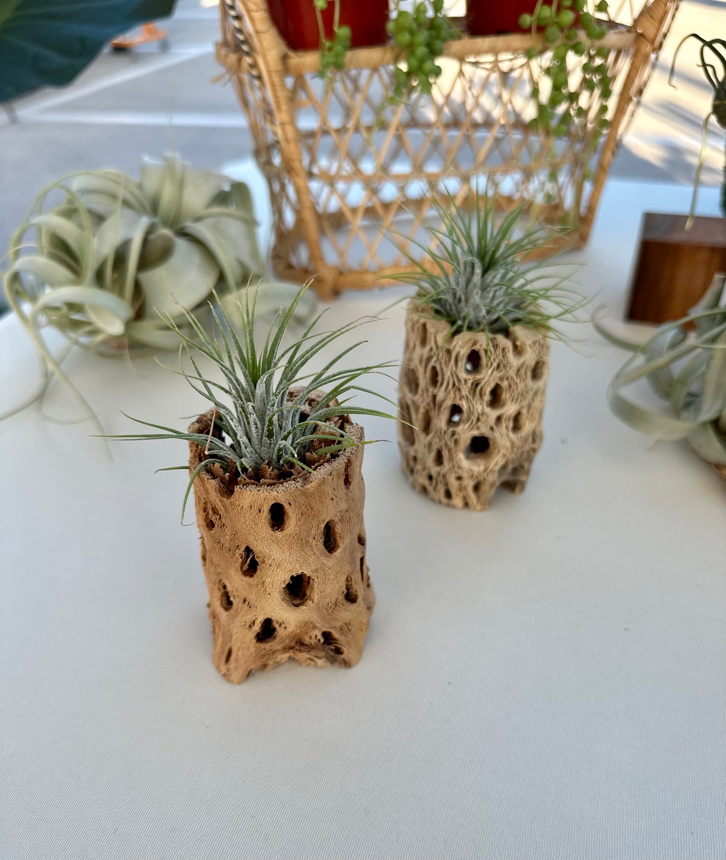 Cholla Wood Air Plant Holder