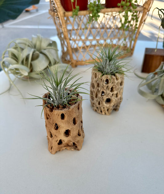 Cholla Wood Air Plant Holder