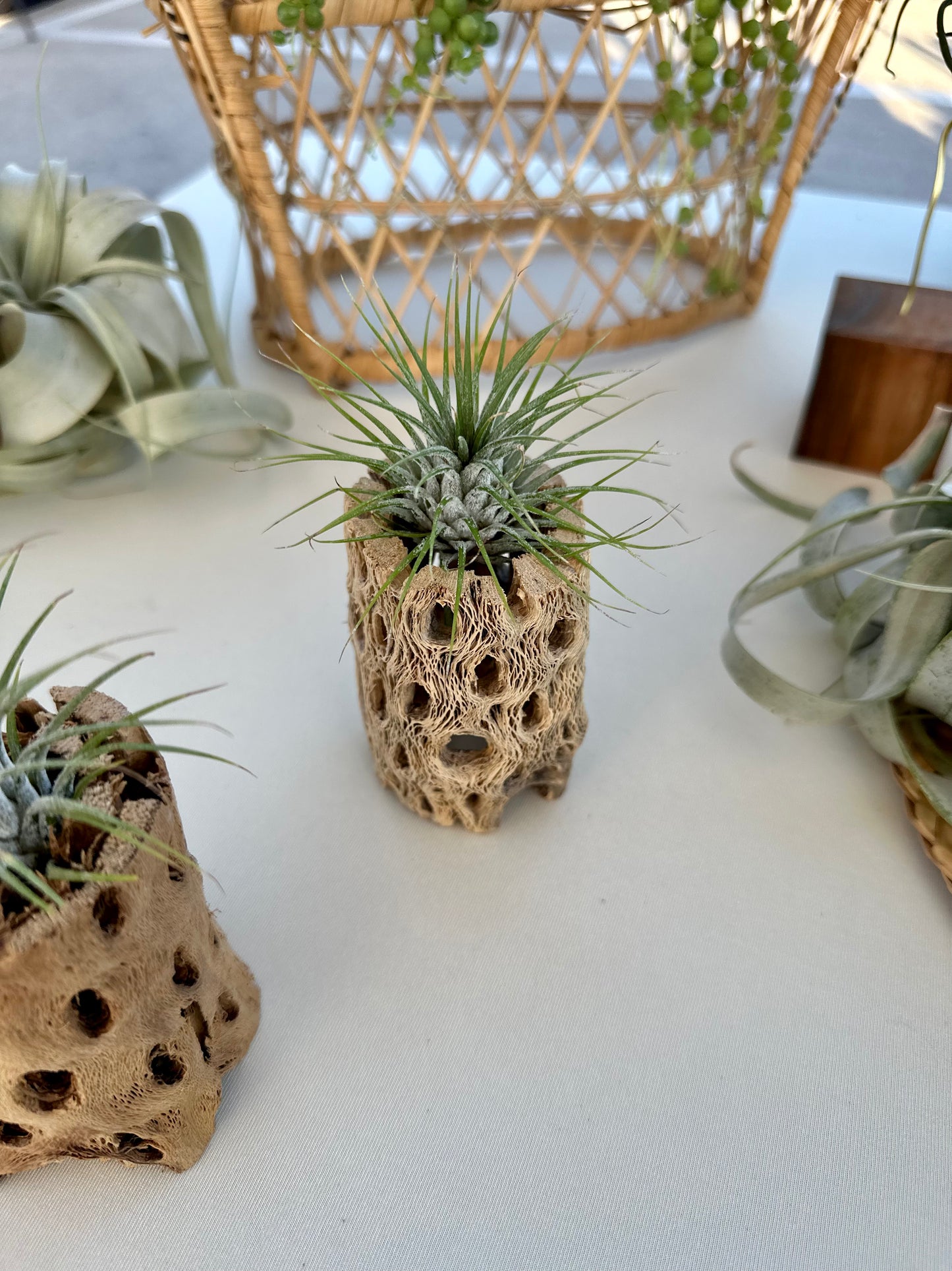 Cholla Wood Air Plant Holder