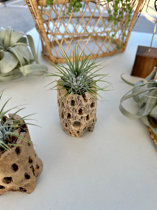 Cholla Wood Air Plant Holder