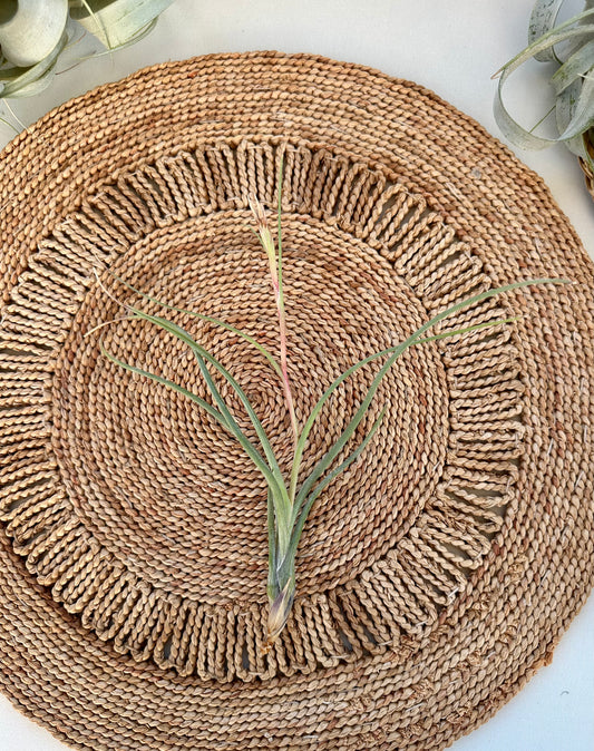 Tillandsia • Baileyi