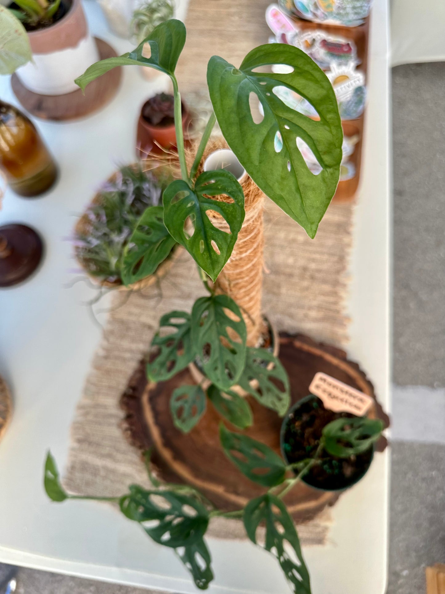Monstera Esqueleto