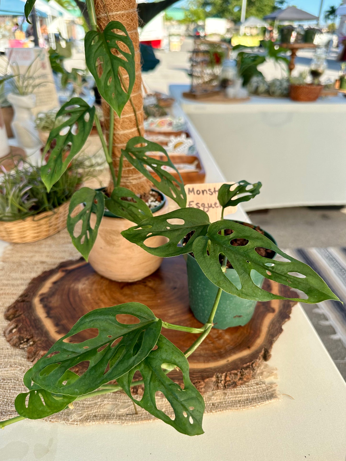 Monstera Esqueleto