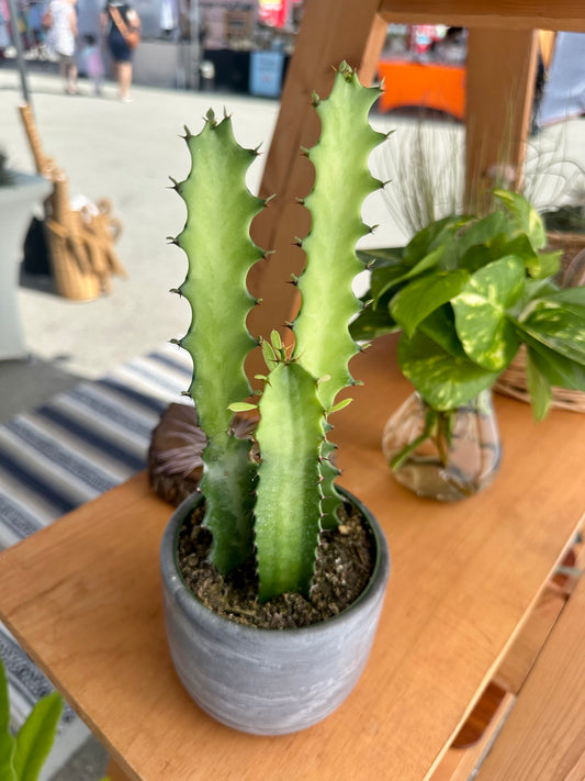 Euphorbia Variegated