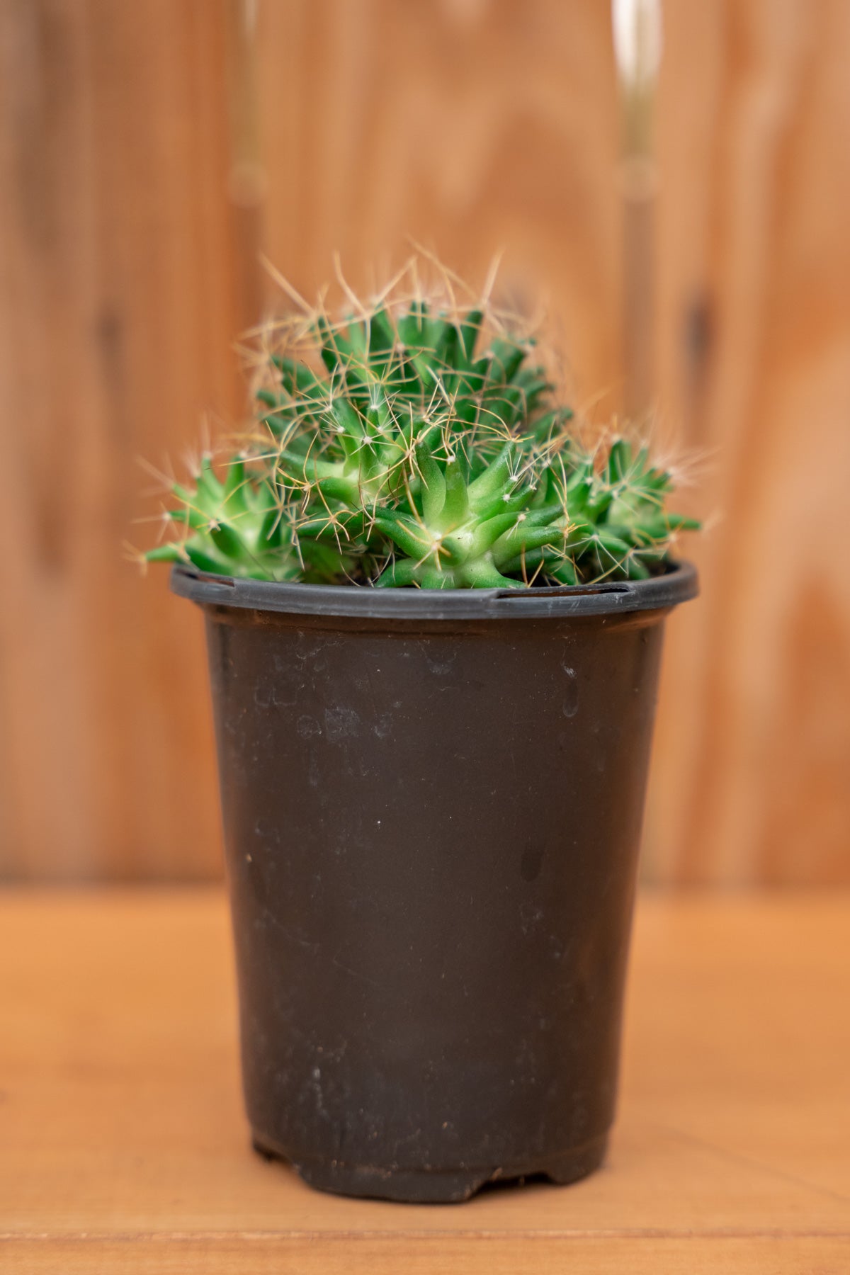 Mystery Cactus