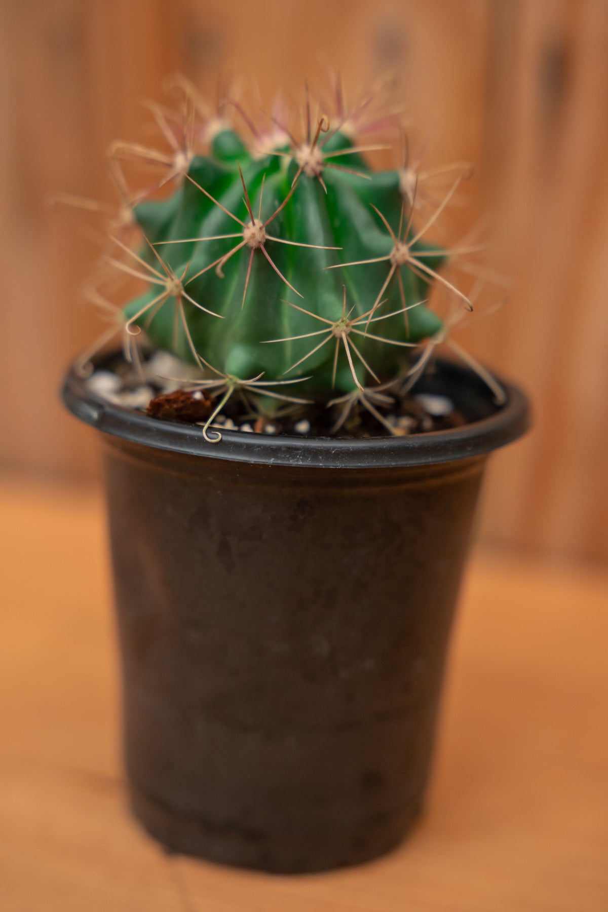Mystery Cactus