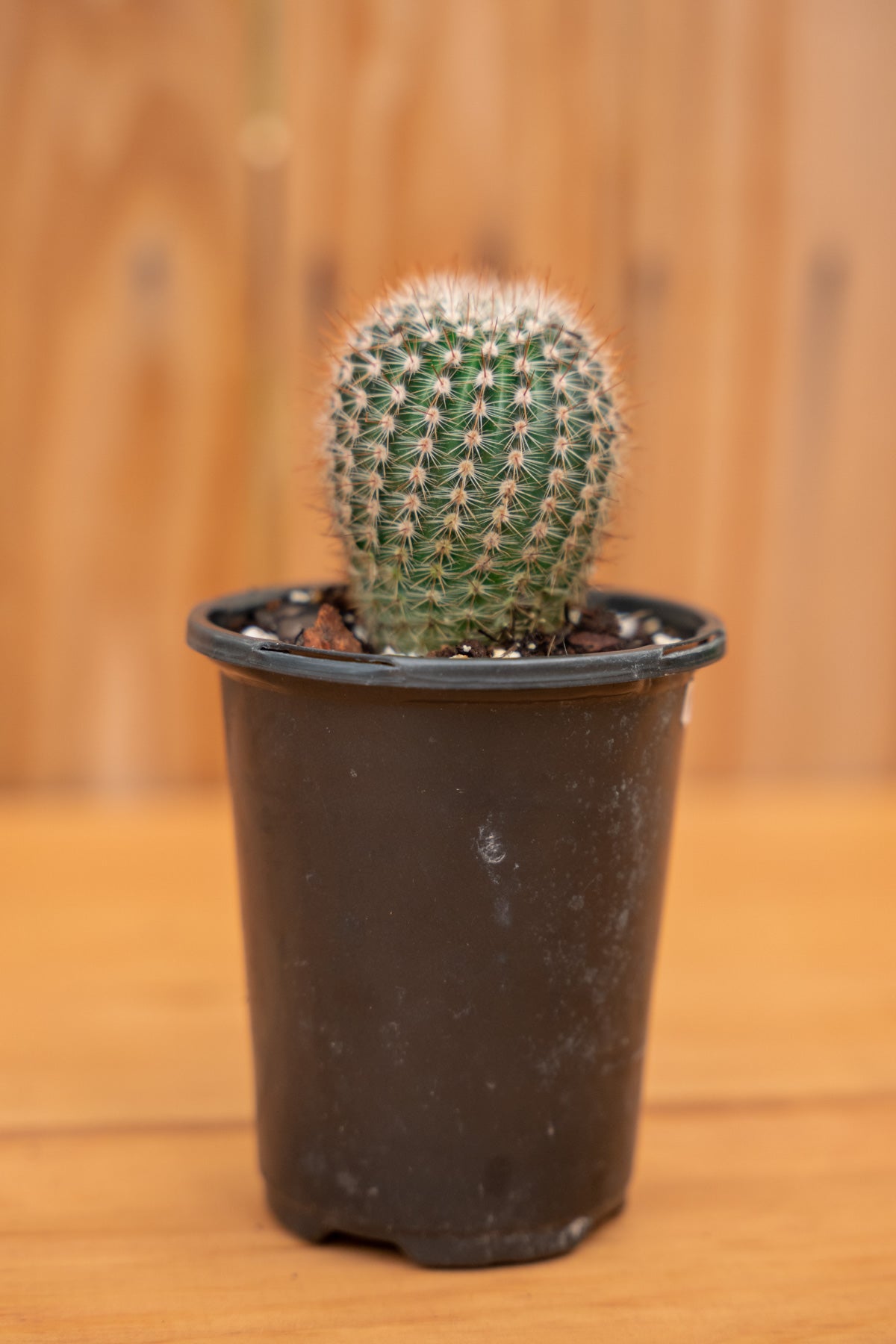 Mystery Cactus