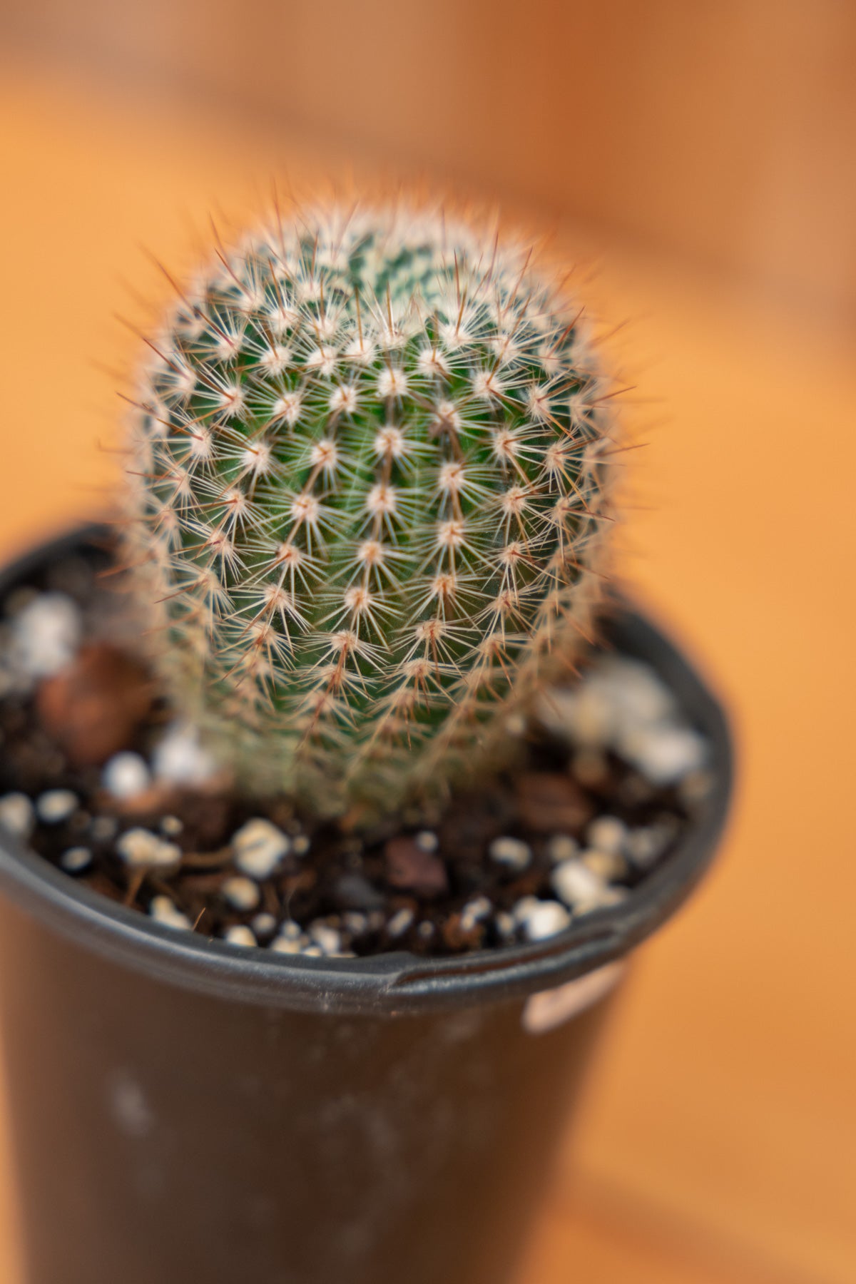 Mystery Cactus
