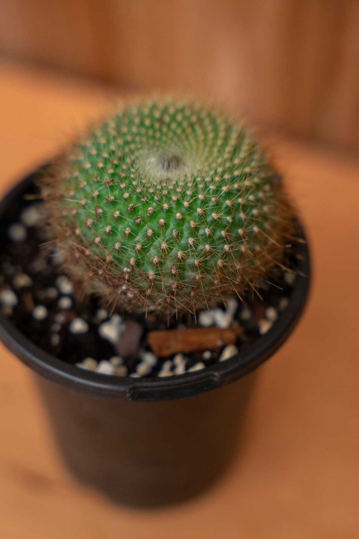 Mystery Cactus