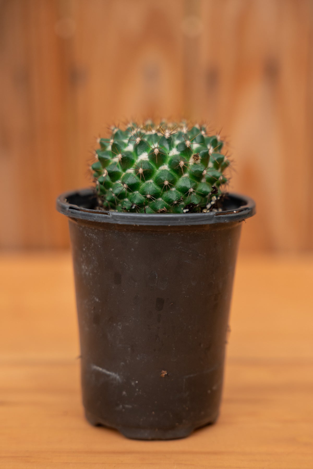 Mystery Cactus