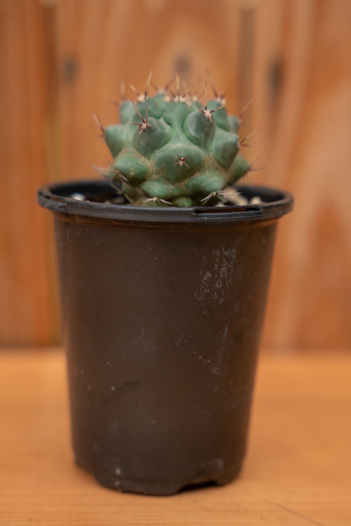 Mystery Cactus