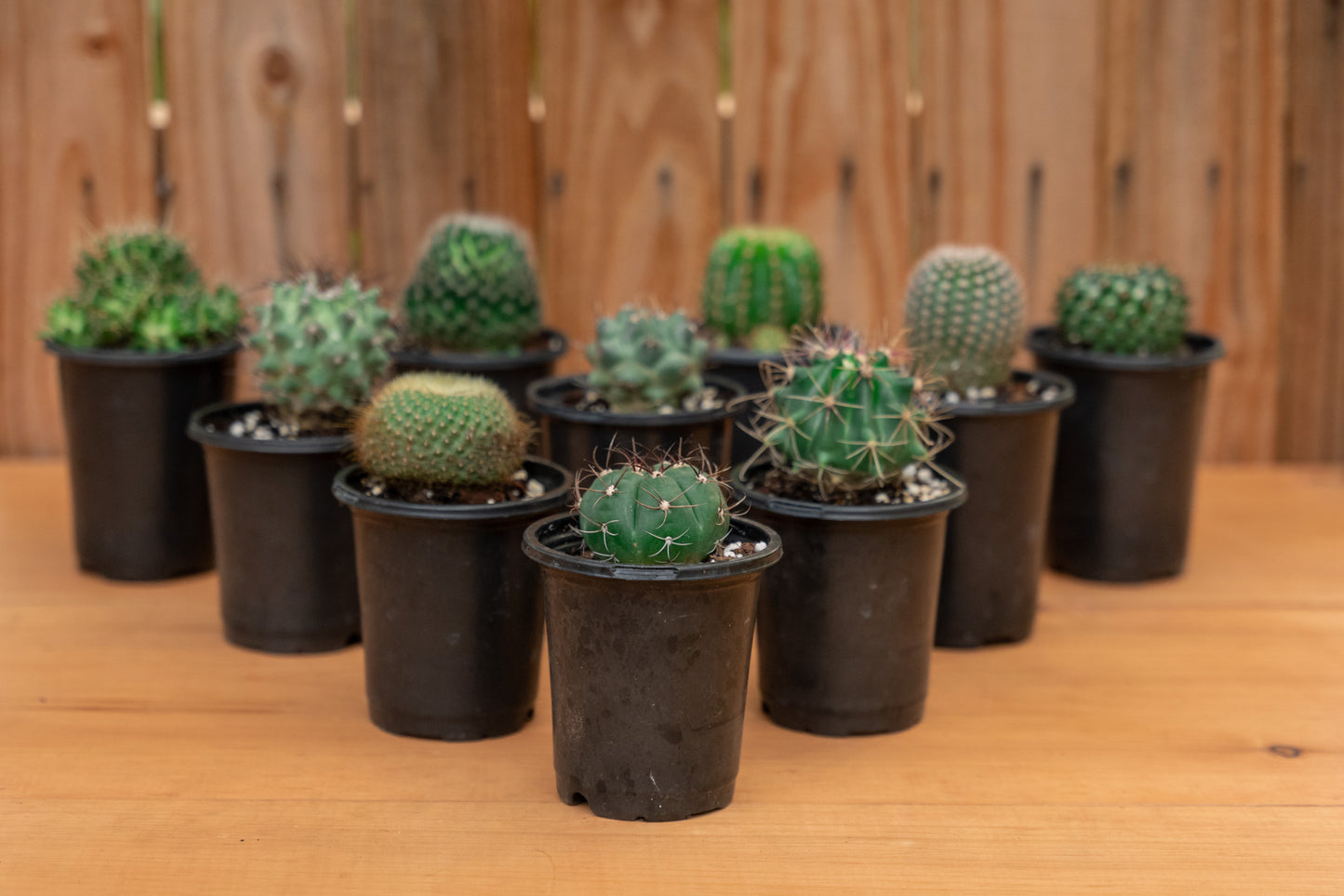 Mystery Cactus