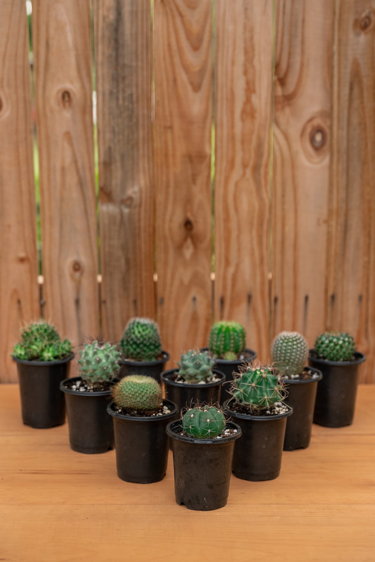 Mystery Cactus