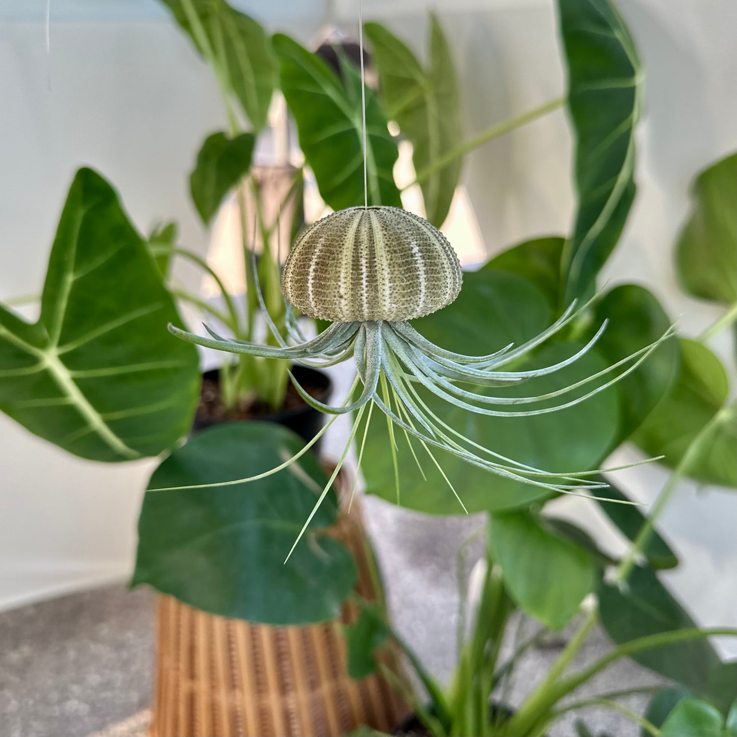 Green Urchin ~ Hanging