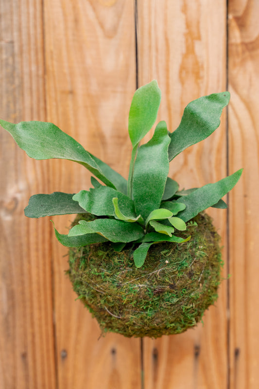 Kokedama Staghorn Fern