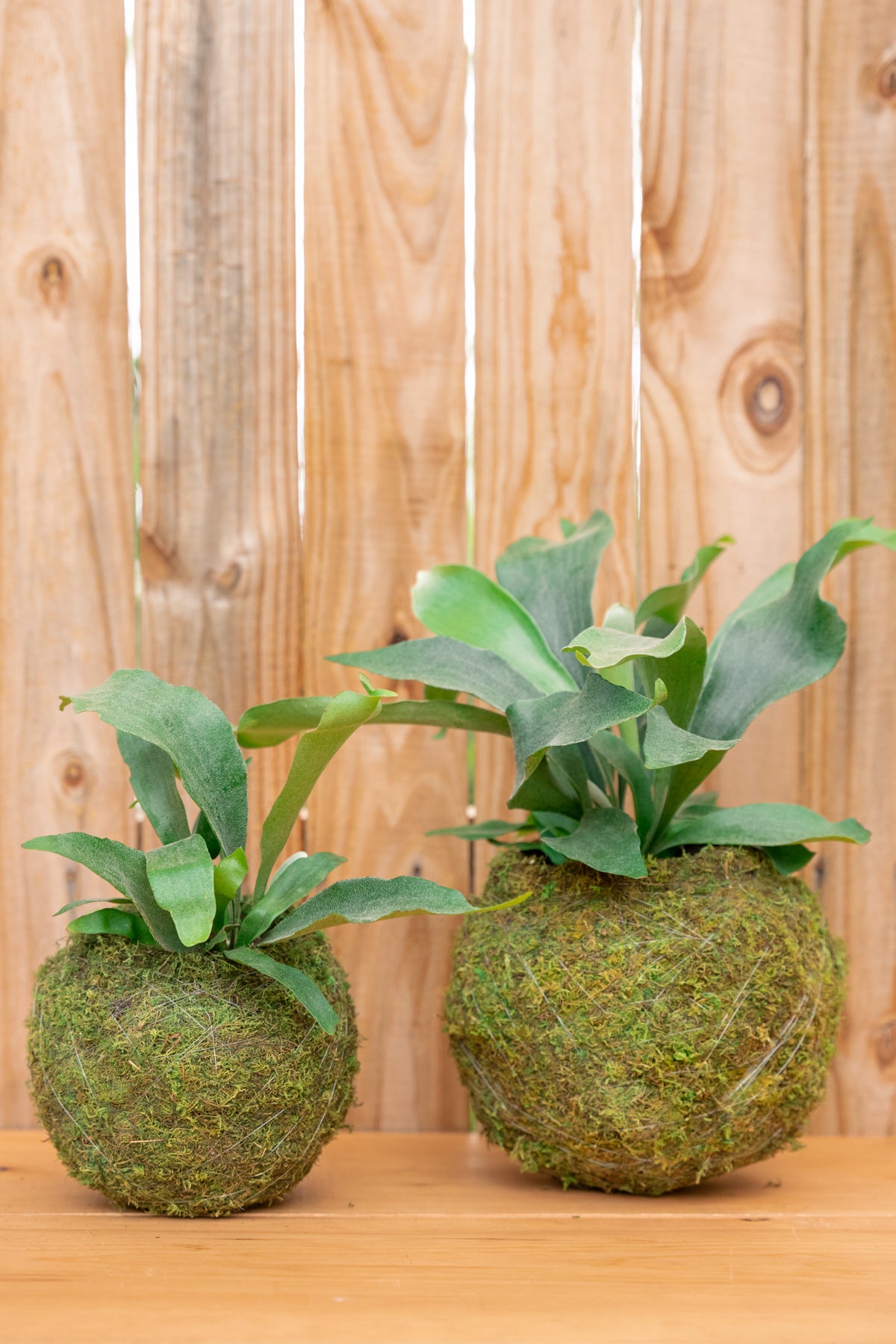 Kokedama Staghorn Fern