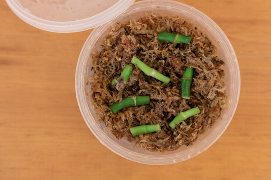 Mystery Propagation Box