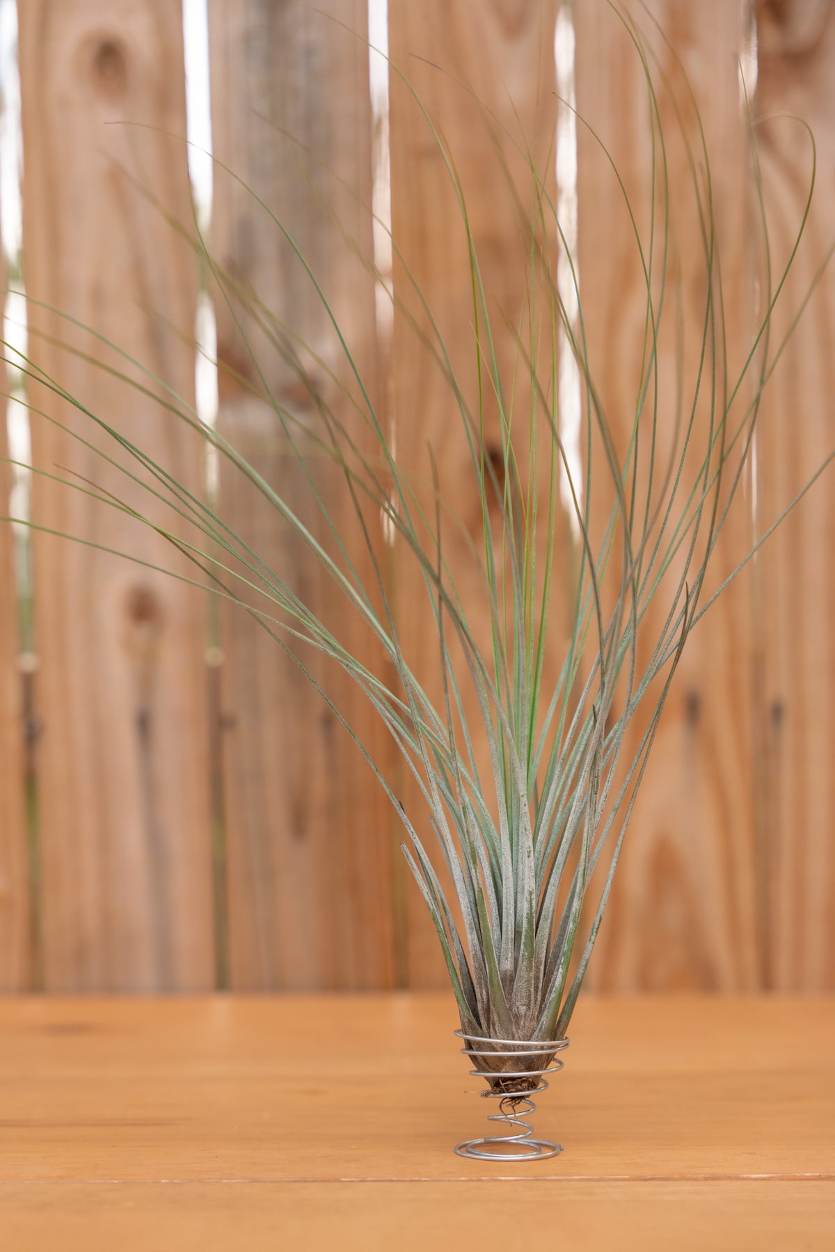 air plant juncea Tillandsia • Juncea