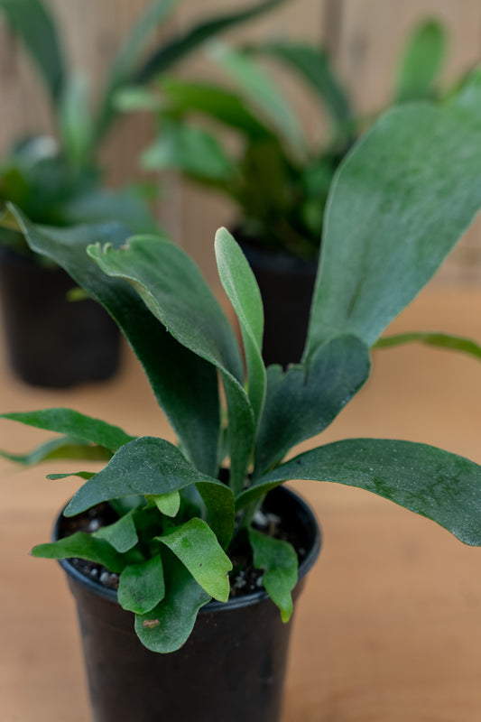 Staghorn Fern Netherlands