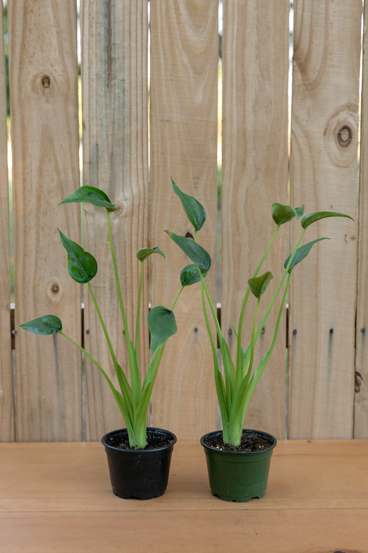 Alocasia Tiny Dancer