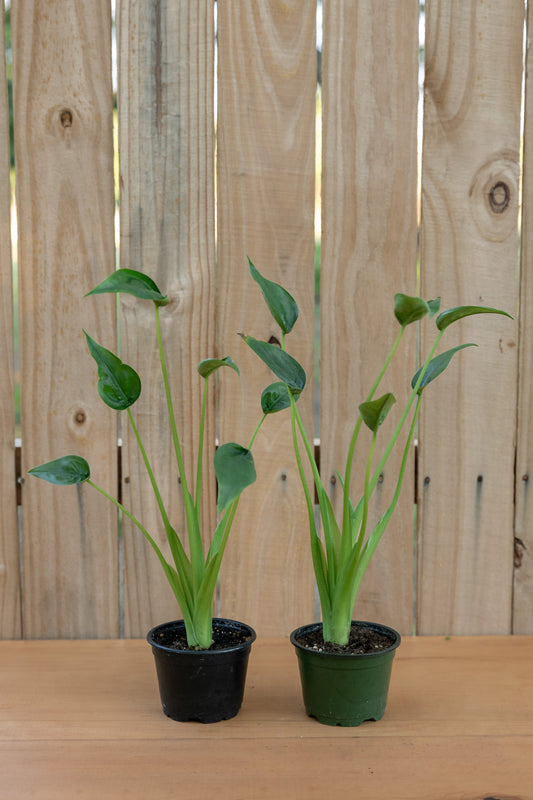 Alocasia Tiny Dancer