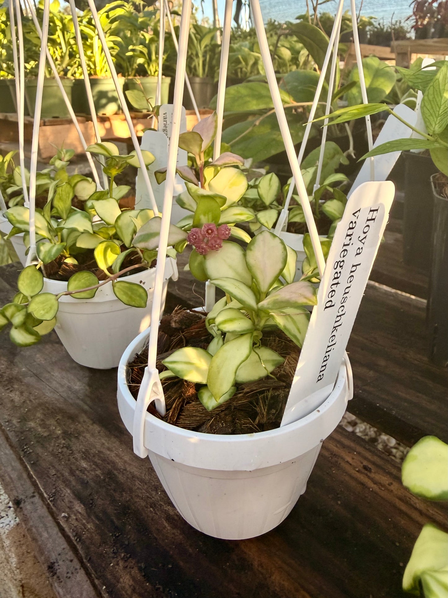 Hoya Heuschkeliana Variegated