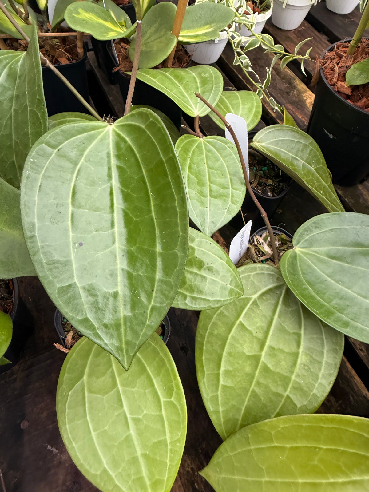 Hoya Latifolia 'Dinner Plate'