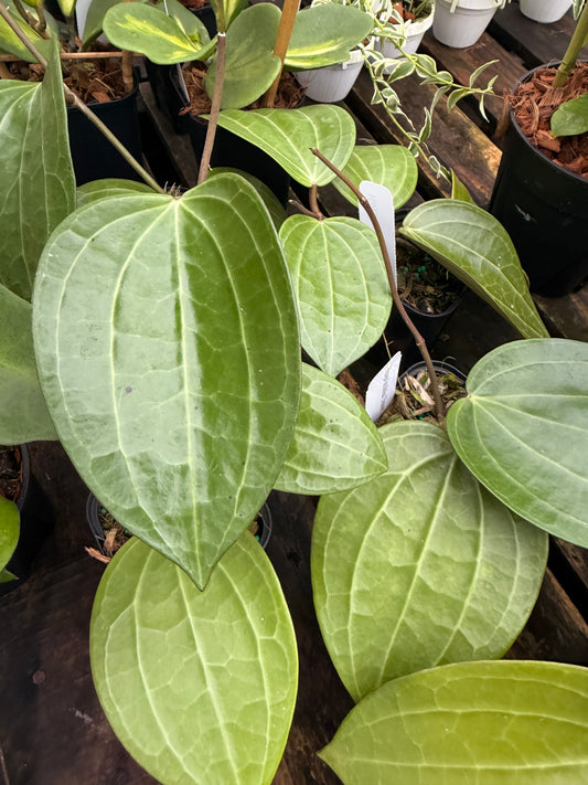 Hoya Latifolia 'Dinner Plate'