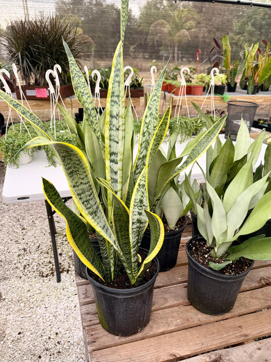 Sansevieria Laurentii