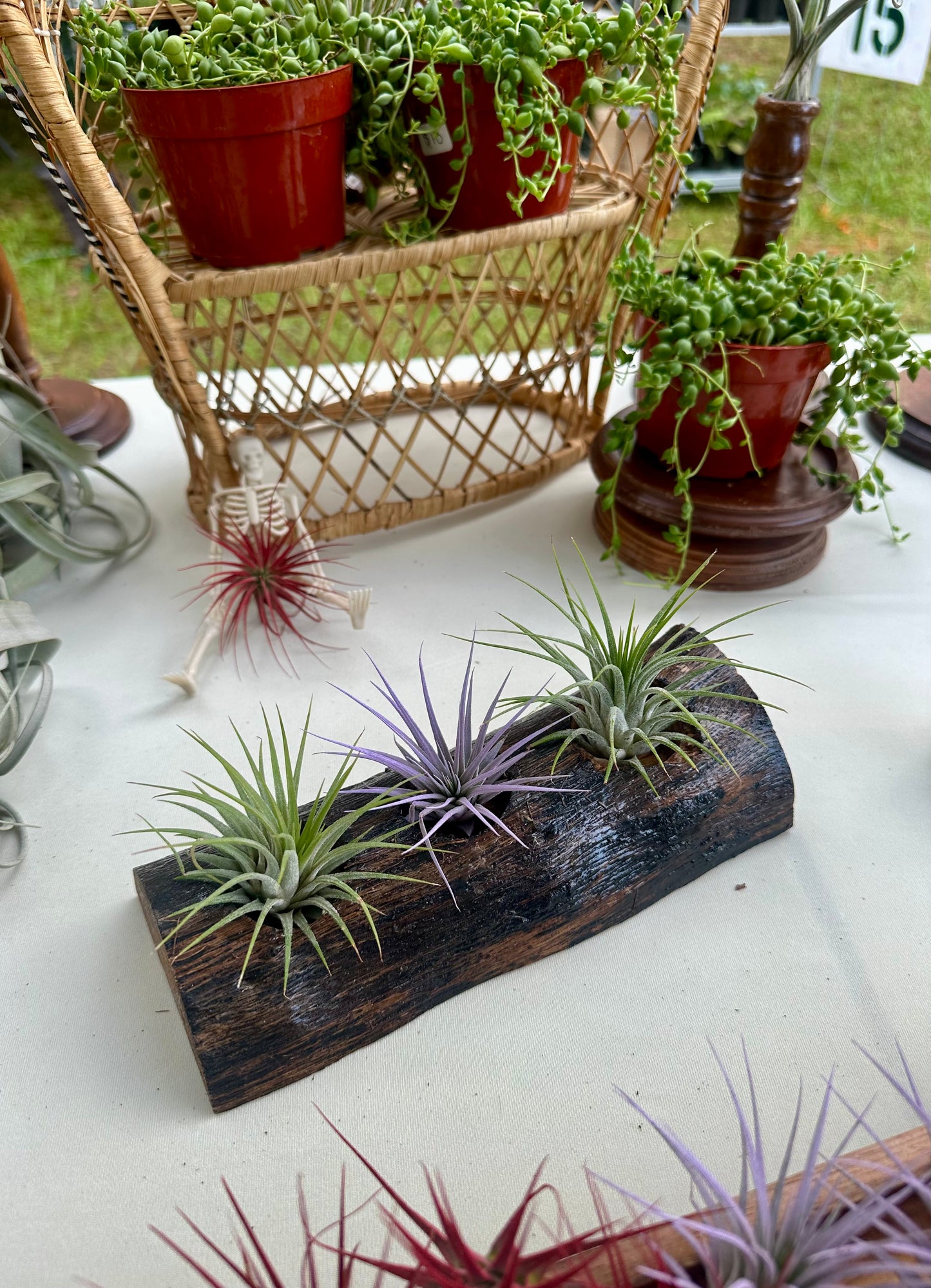 Oak Holder & 3 Air Plants