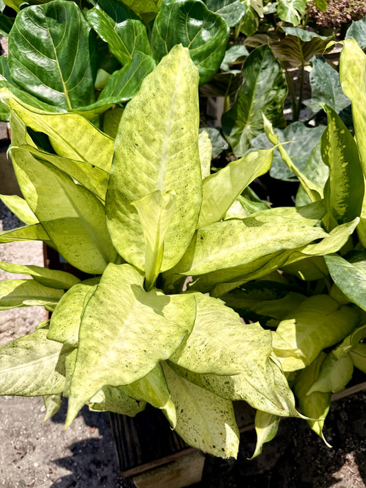 Dieffenbachia Camo