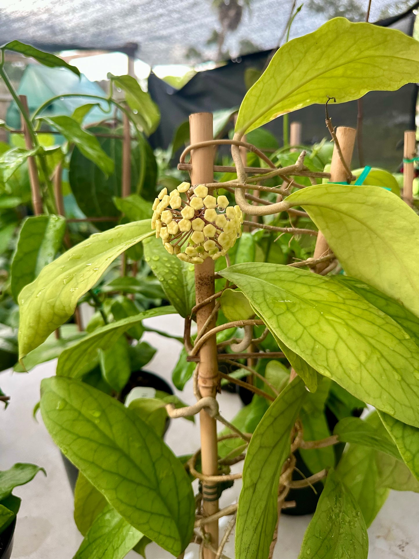 Hoya Vitellinoides