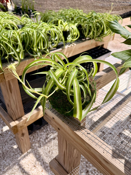 Kokedama Curly Spider Plant