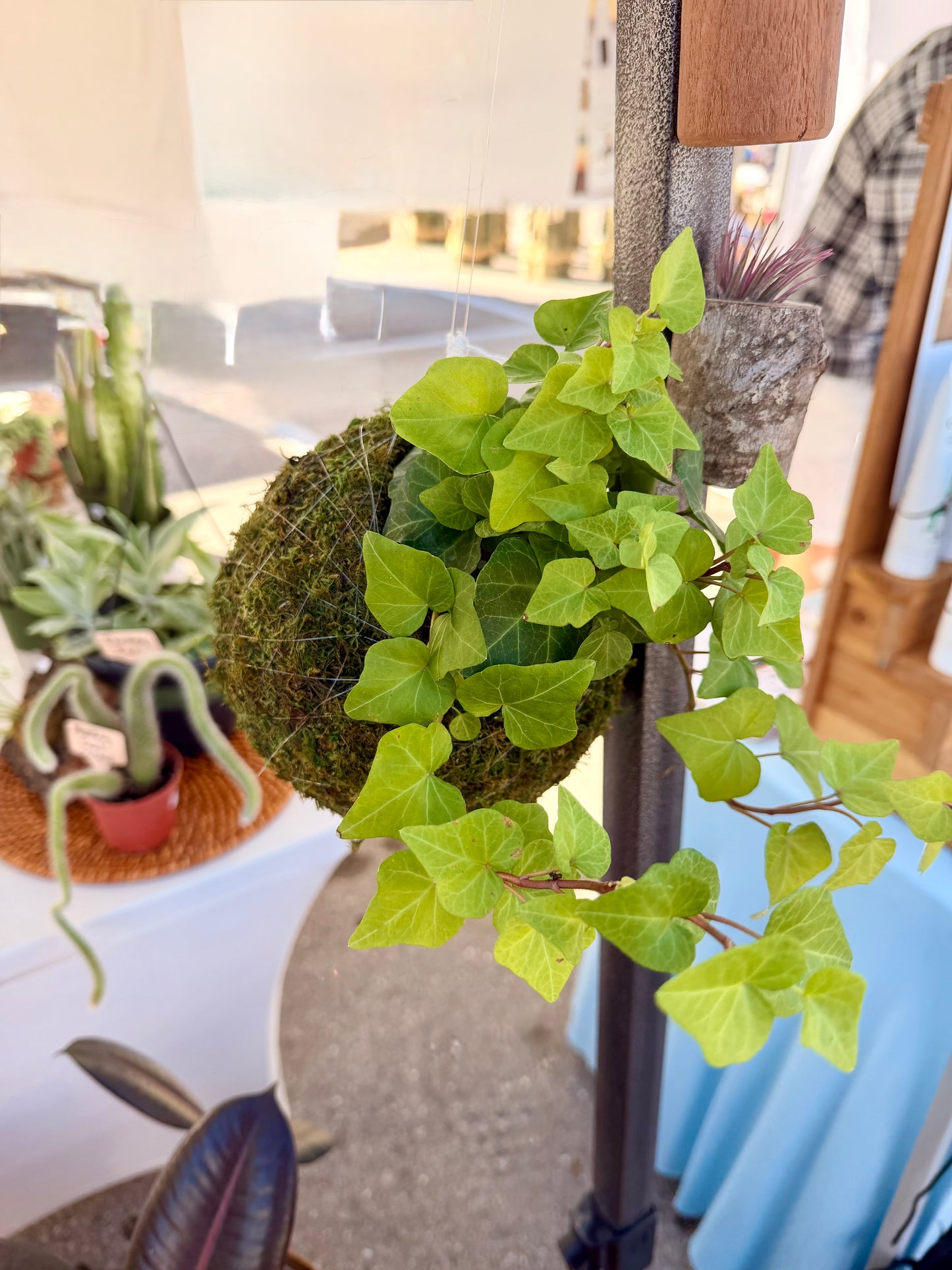 Kokedama Green Ivy
