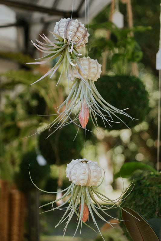 Sputnik Urchin