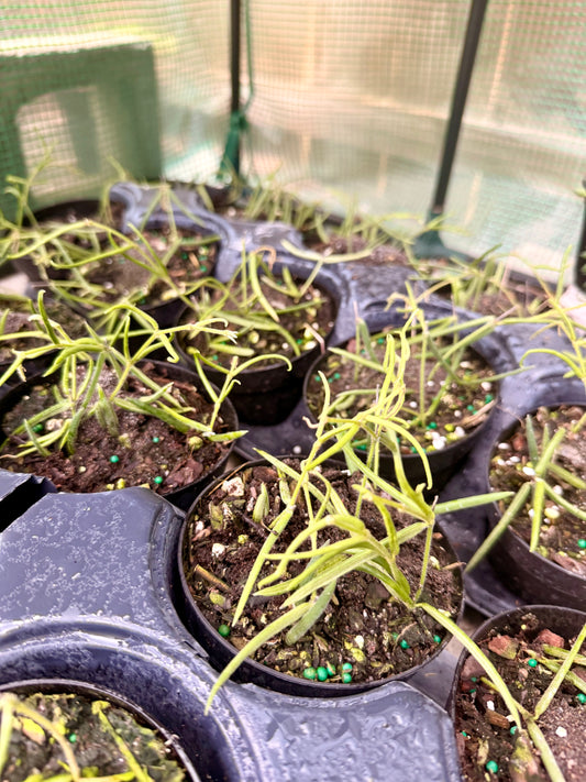 Hoya Linearis