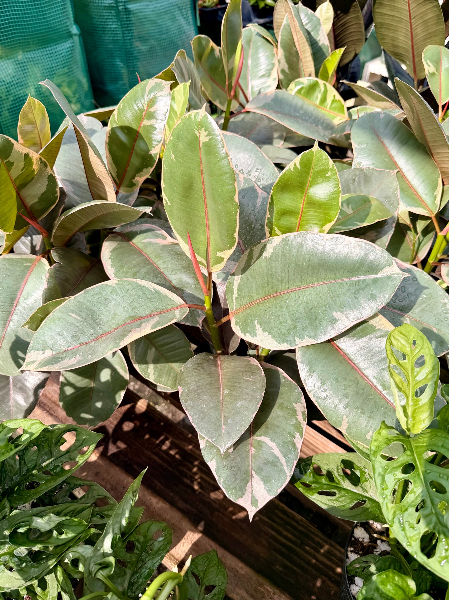 Ficus Ruby