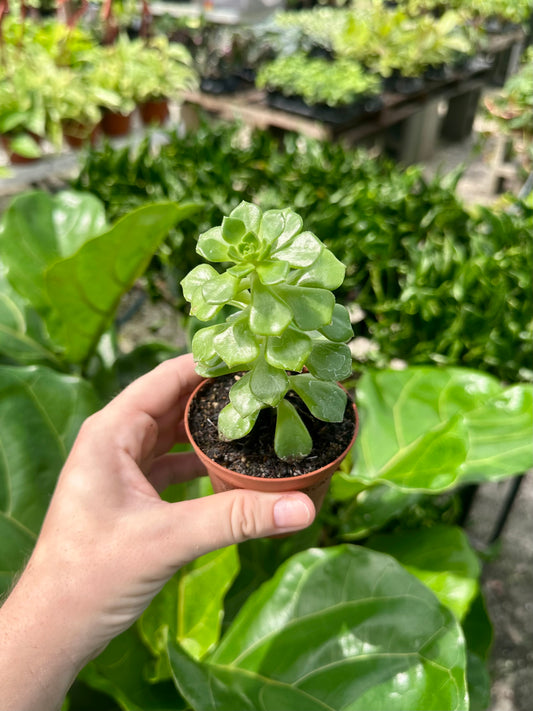 Mystery Succulents