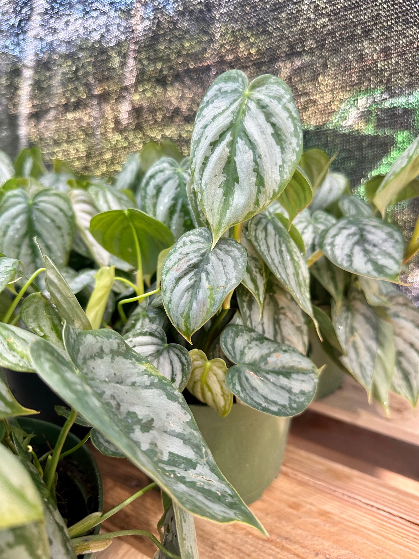 Philodendron Brandtianum