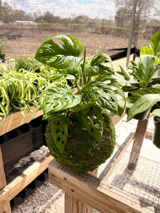 Kokedama Monstera Adansonii