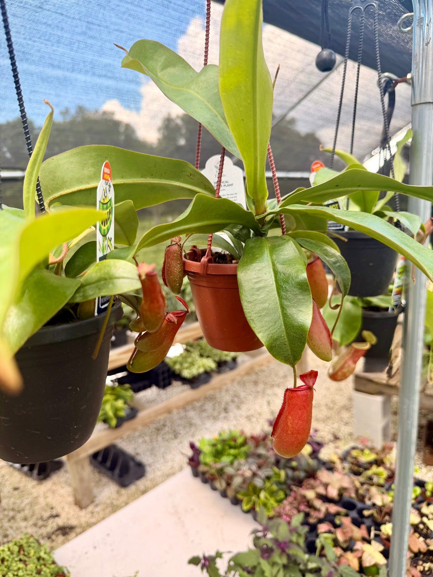 Nepenthes (Pitcher Plant)