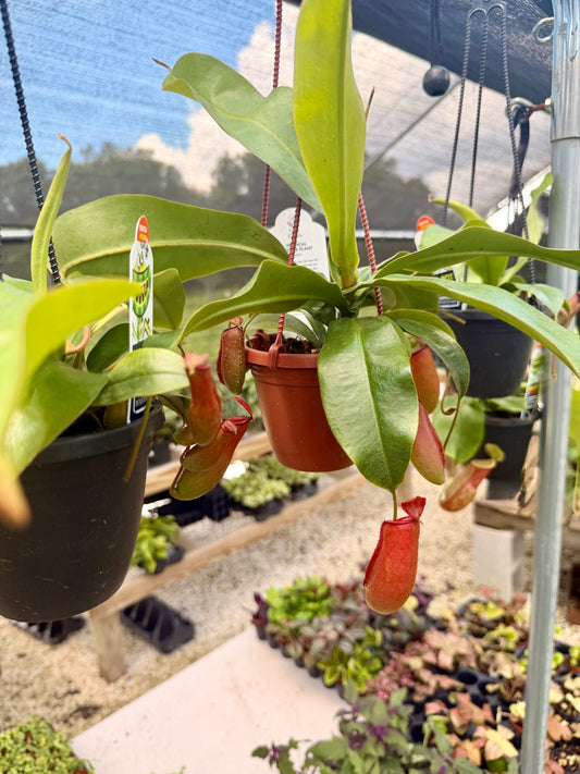 Nepenthes (Pitcher Plant)